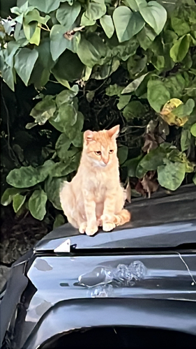 Domestic Cat