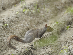 Sciurus carolinensis