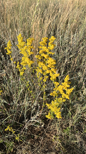 Lady's Bedstraw