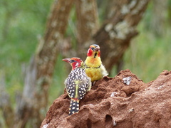 Trachyphonus erythrocephalus