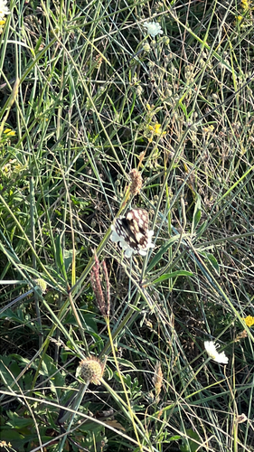 Marbled White