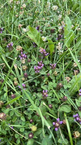common selfheal