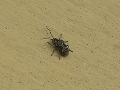 Ptinomorphus imperialis
