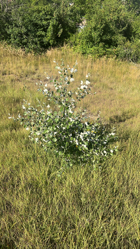 white poplar