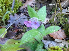 Pulmonaria longifolia