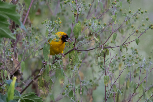 iNaturalist image