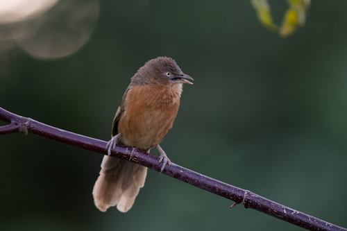 iNaturalist image
