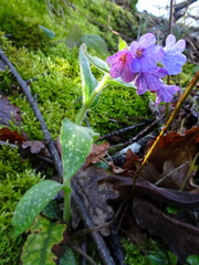 Pulmonaria longifolia