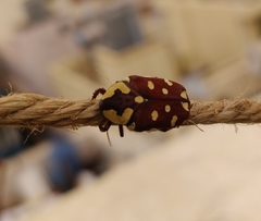 Clinteria klugi rufipennis