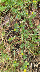 Trifolium dubium