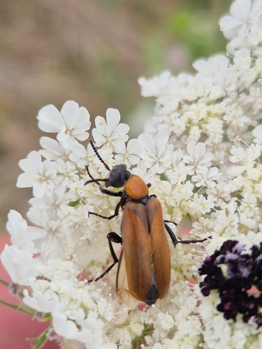 Oenas crassicornis