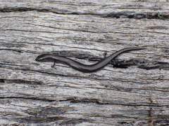 Hemiergis decresiensis