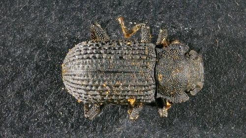 Bolitophagus reticulatus, Koudenhoven, Eindhoven, Nederland, photo 9 of 10