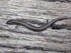 Hemiergis decresiensis