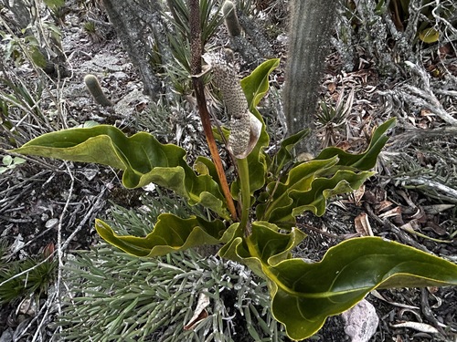 Anthurium affine