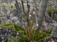 Anthurium affine, photograph (c) vitordematos12, some rights reserved (CC BY-SA)