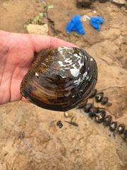 Utterbackiana suborbiculata