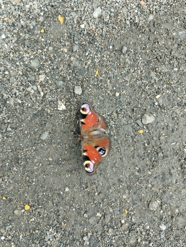 European Peacock Butterfly