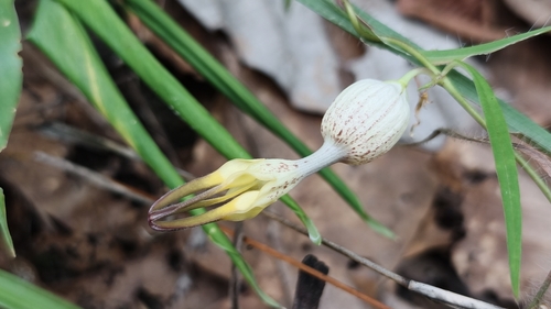 Ceropegia sootepensis
