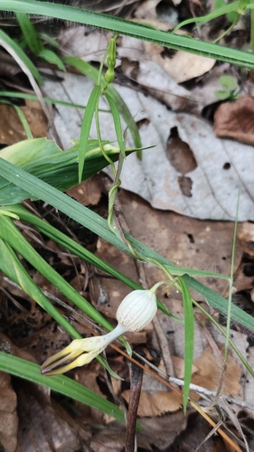 Ceropegia sootepensis