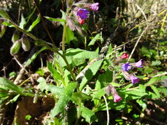Pulmonaria longifolia