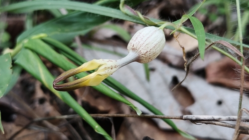 Ceropegia sootepensis