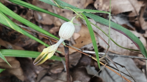 Ceropegia sootepensis