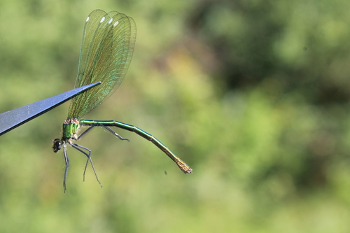 Banded Demoiselle