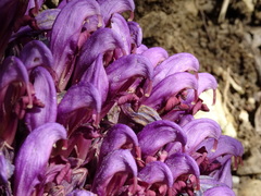 Lathraea clandestina