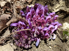 Lathraea clandestina