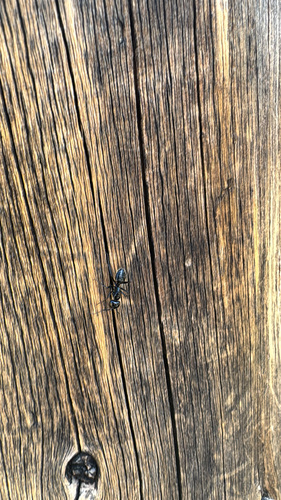 iNaturalist observation photo of Hairy Smooth Carpenter Ant