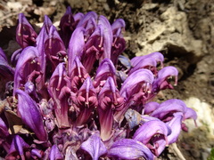 Lathraea clandestina