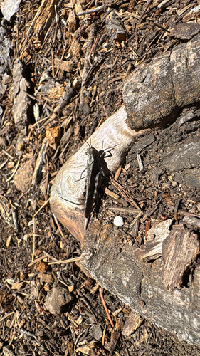 iNaturalist observation photo of Crackling Forest Grasshopper