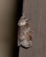 Nycteola indica