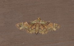 Gymnoscelis derogata