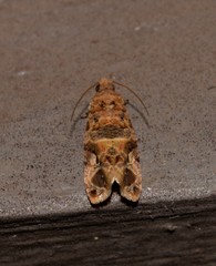 Lobesia transtrifera