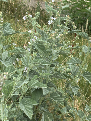 marsh mallow