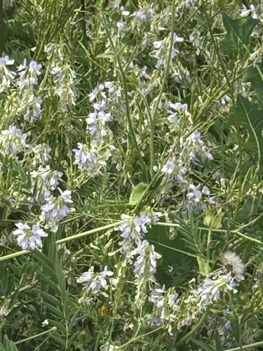common milkpea