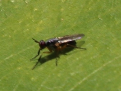 Anaphalantus longicornis