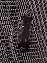 Proteuxoa cinereicollis