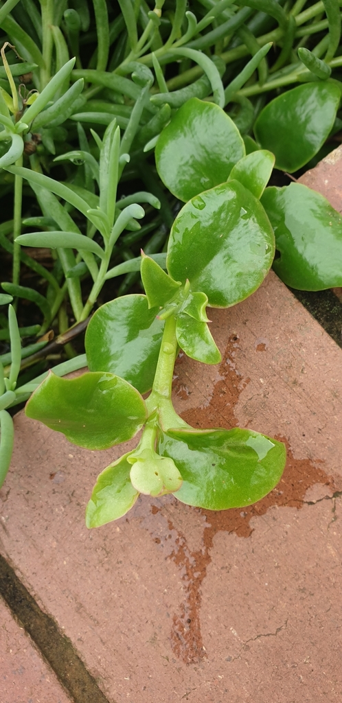 Delosperma tradescantioides
