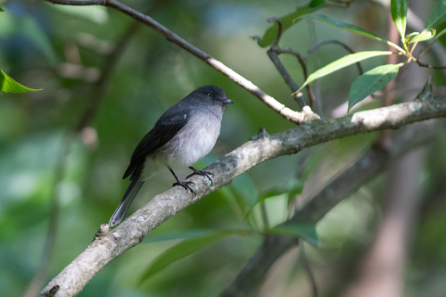 iNaturalist image