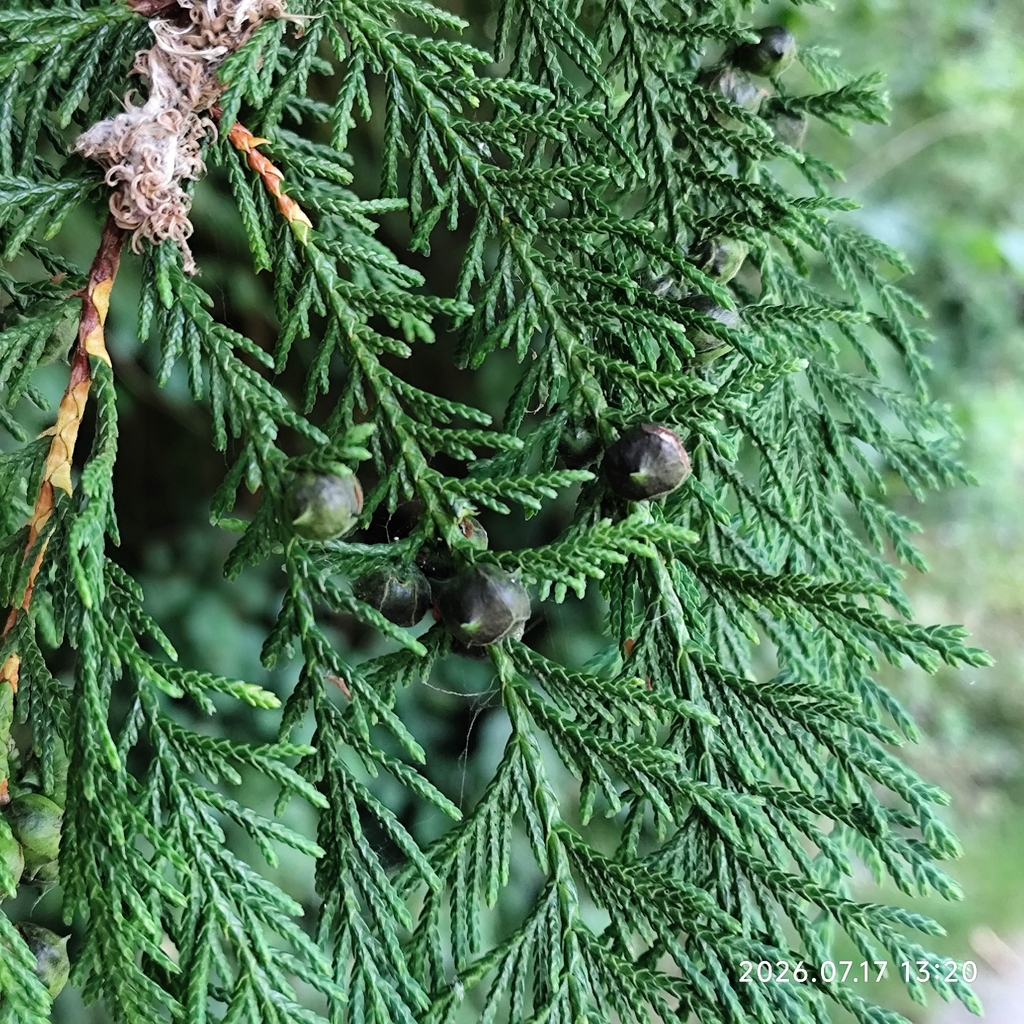 Chamaecyparis lawsoniana; photograph (c) Aaron Wallace, some rights reserved (CC BY)