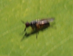 Anaphalantus longicornis