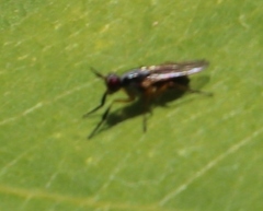Anaphalantus longicornis