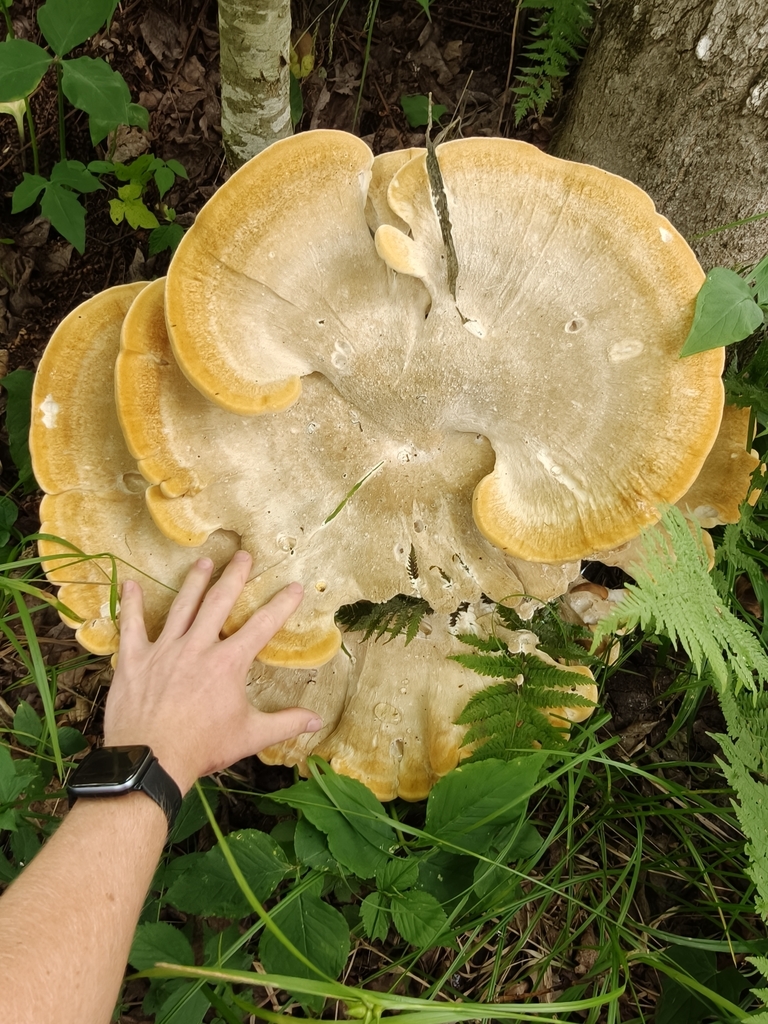 Berkeley's Polypore · July 2026 · photo: Photo: (c) Daniel Beevers, some rights reserved (CC BY) · iNaturalist