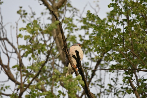 Little Sparrowhawk (Tachyspiza minulla), photo 4