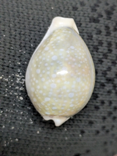 Cypraea miliaris observed 2026-06-27