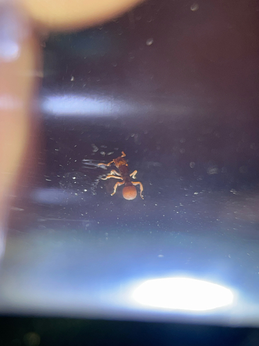 Wheeler’s Fungus-farming Ant