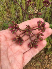 Lomatium dasycarpum